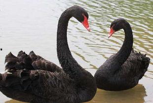 黑天鹅技能爆料最新版本,揭秘最新版本神秘爆料